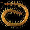 Geophilimorph centipede