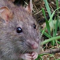 Brown Norway rat (Rattus norvegicus)