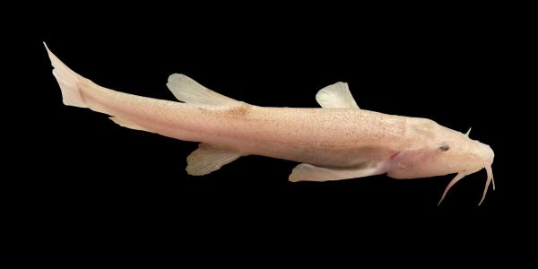 European Cavefish. Photo credit: Jasminca Behrmann-Godel