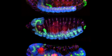 Wild-type Drosophila a. (top) and human TM2D3 (middle) genomic constructs rescue the aberrant nervous system overgrowth seen in embryos laid by mutant females (bottom, no rescue construct). Blue: nuclei, Green: membranes, Red: cytoskeleton.