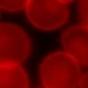 image: blood cells