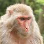 Rhesus macaque - photo by Einar Fredriksen